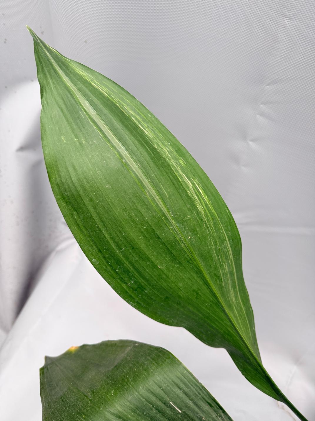Aspidistra Elatior Variegata 06
