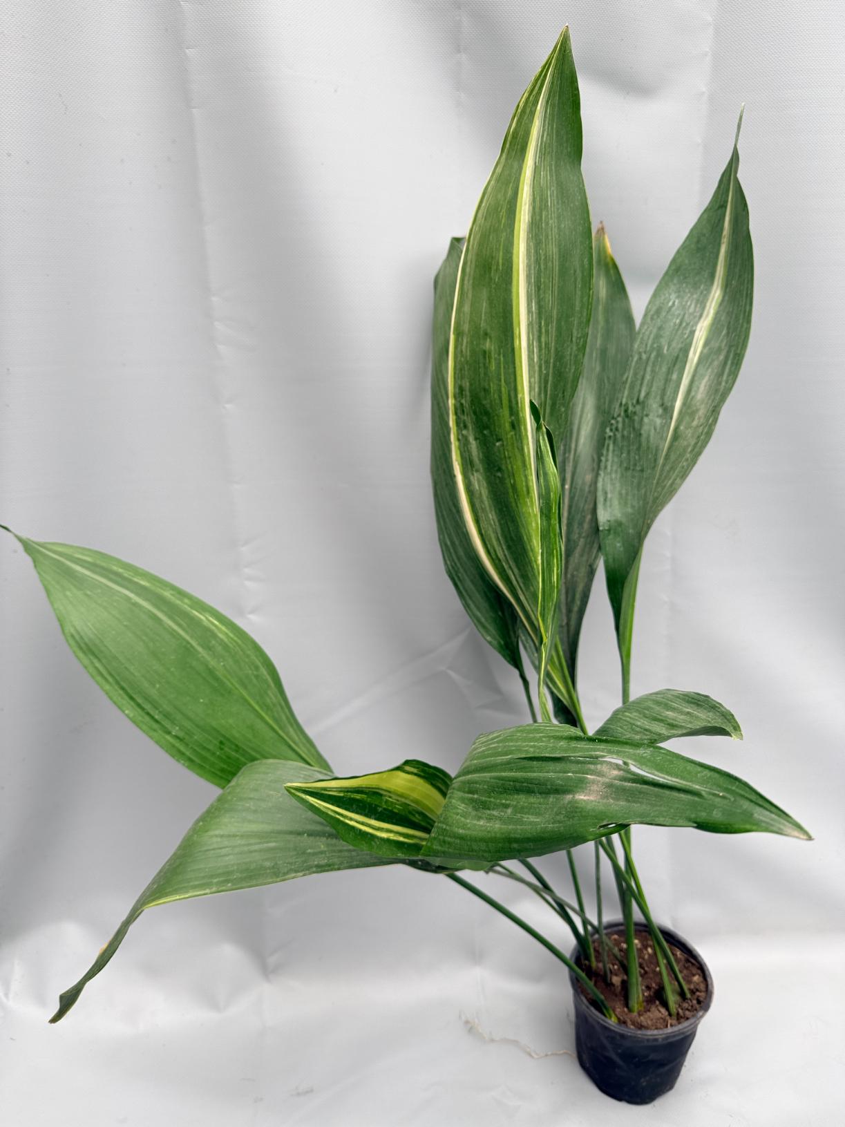 Aspidistra Elatior Variegata 07