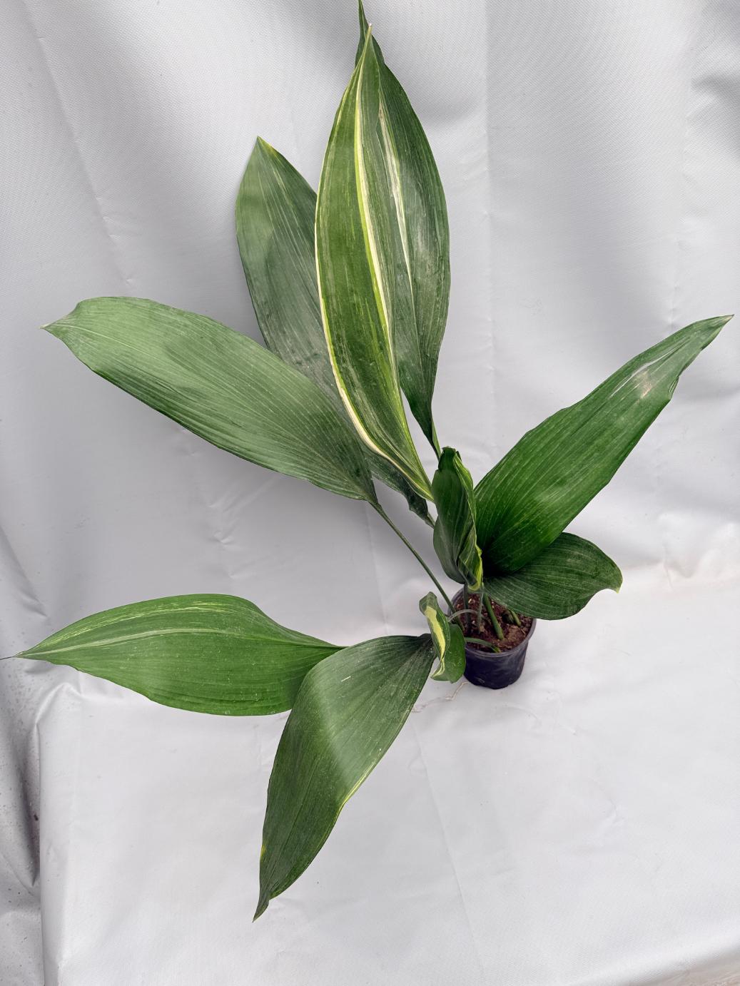 Aspidistra Elatior Variegata 08