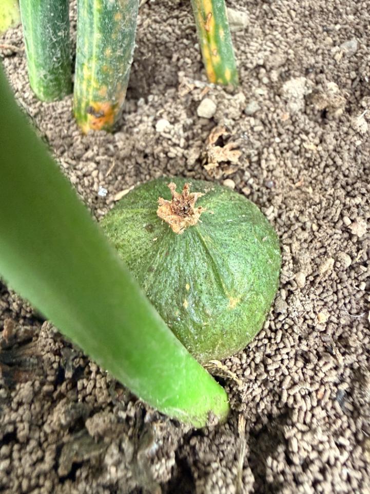 Aspidistra Elatior Variegata 09