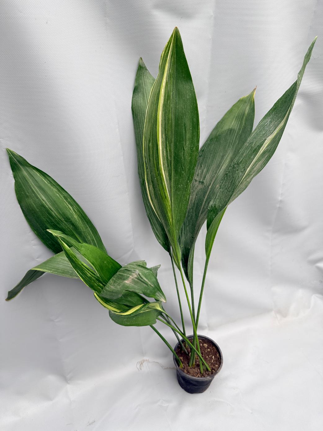 Aspidistra Elatior Variegata 01