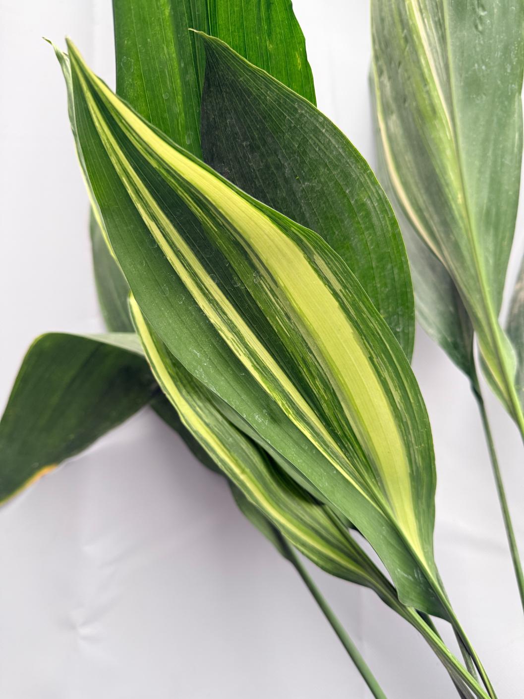 Aspidistra Elatior Variegata 02