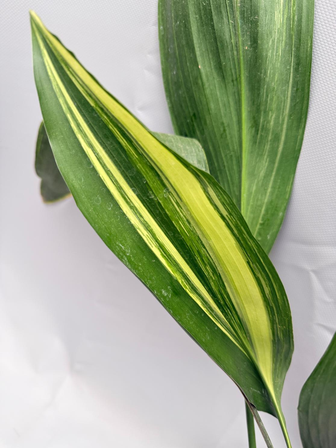 Aspidistra Elatior Variegata 03