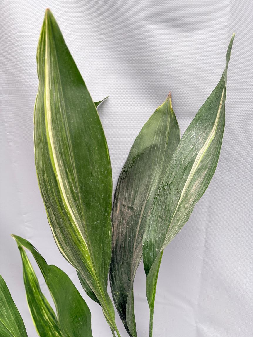 Aspidistra Elatior Variegata 04