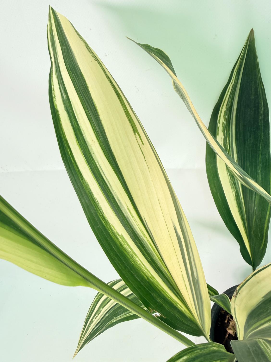 Aspidistra Elatior Variegata 09