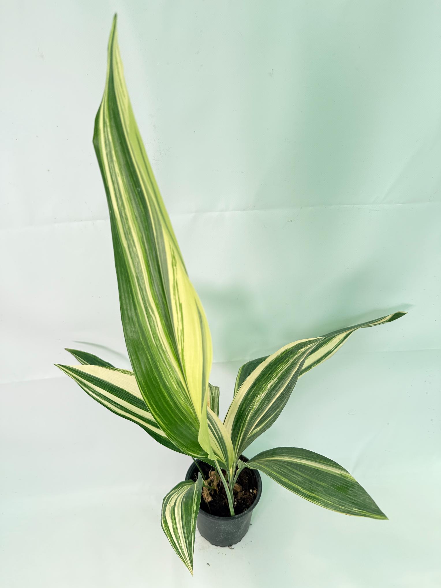 Aspidistra Elatior Variegata 10