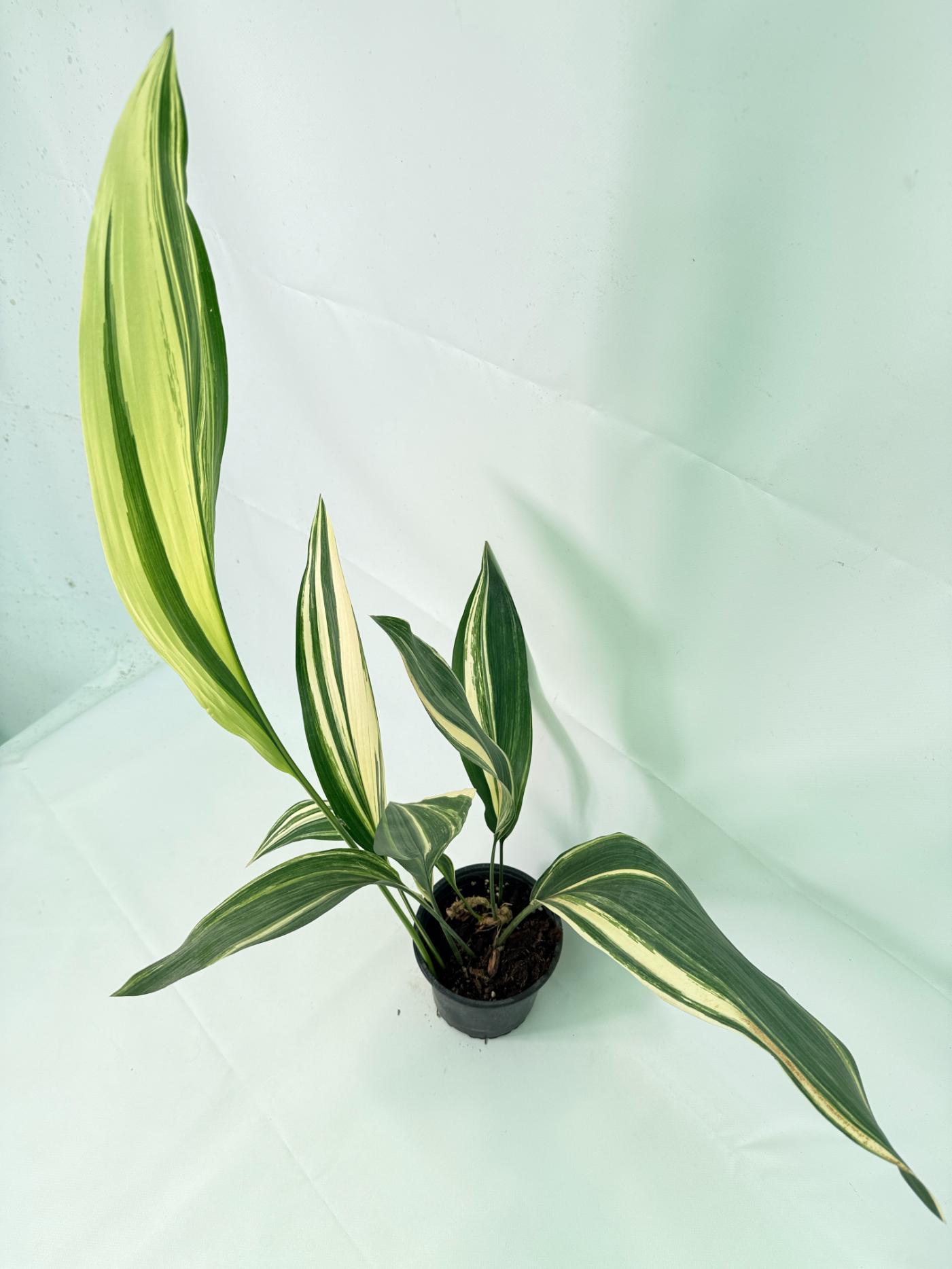 Aspidistra Elatior Variegata 11