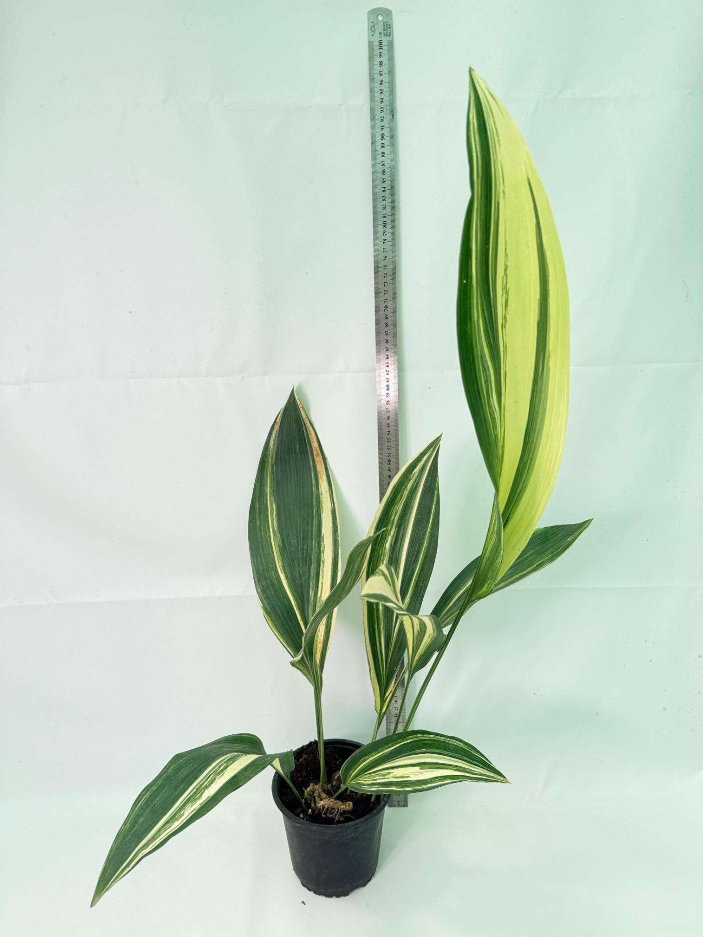 Aspidistra Elatior Variegata 02