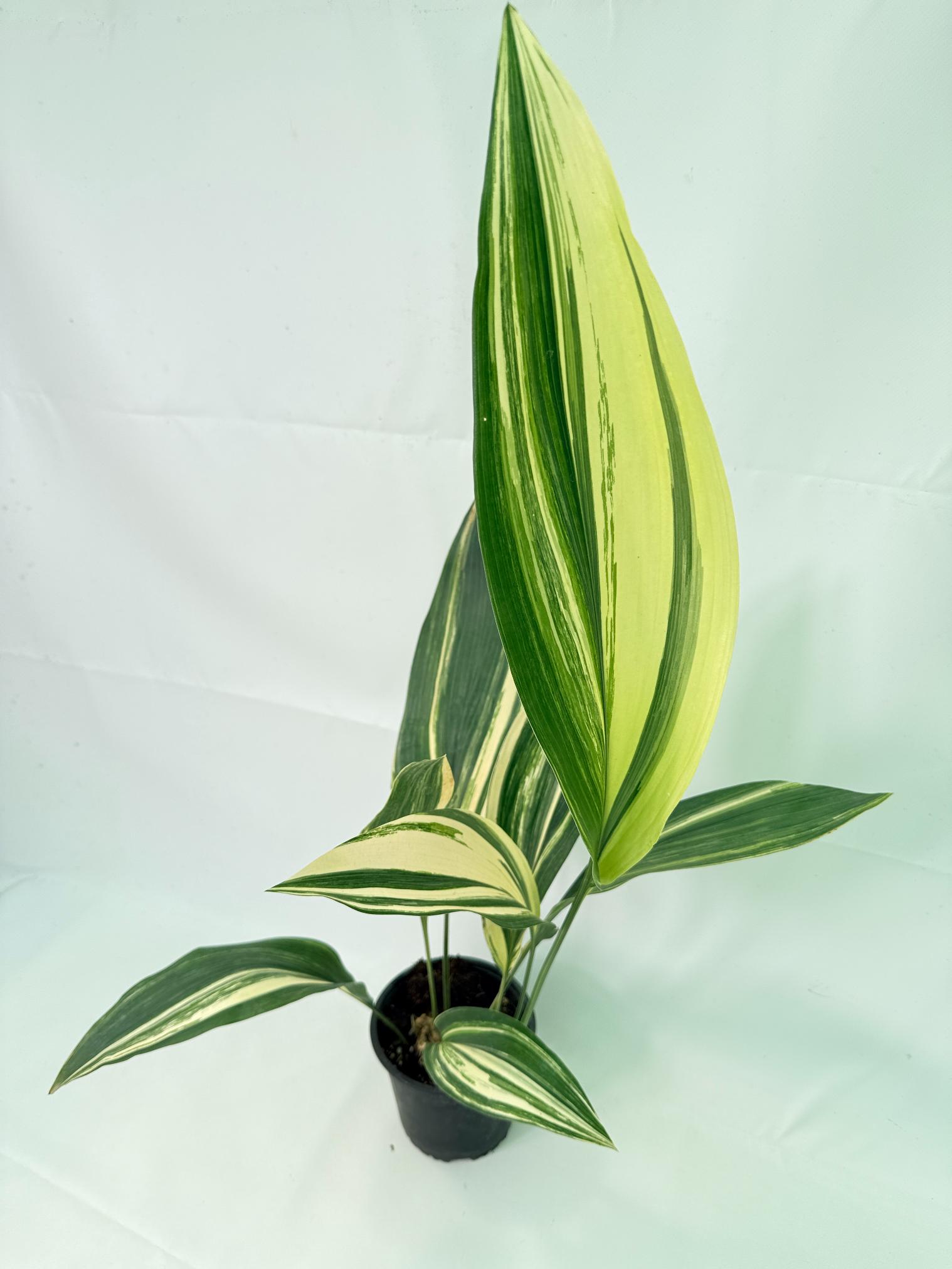 Aspidistra Elatior Variegata 01