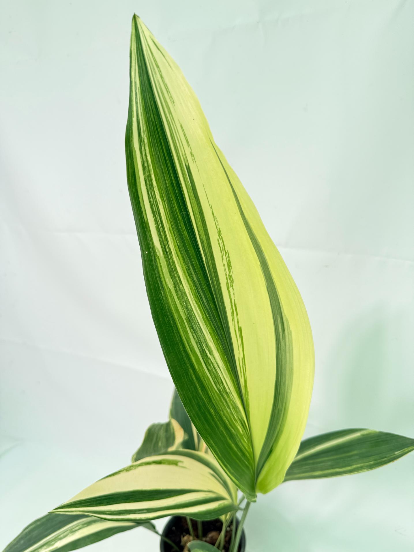 Aspidistra Elatior Variegata 03