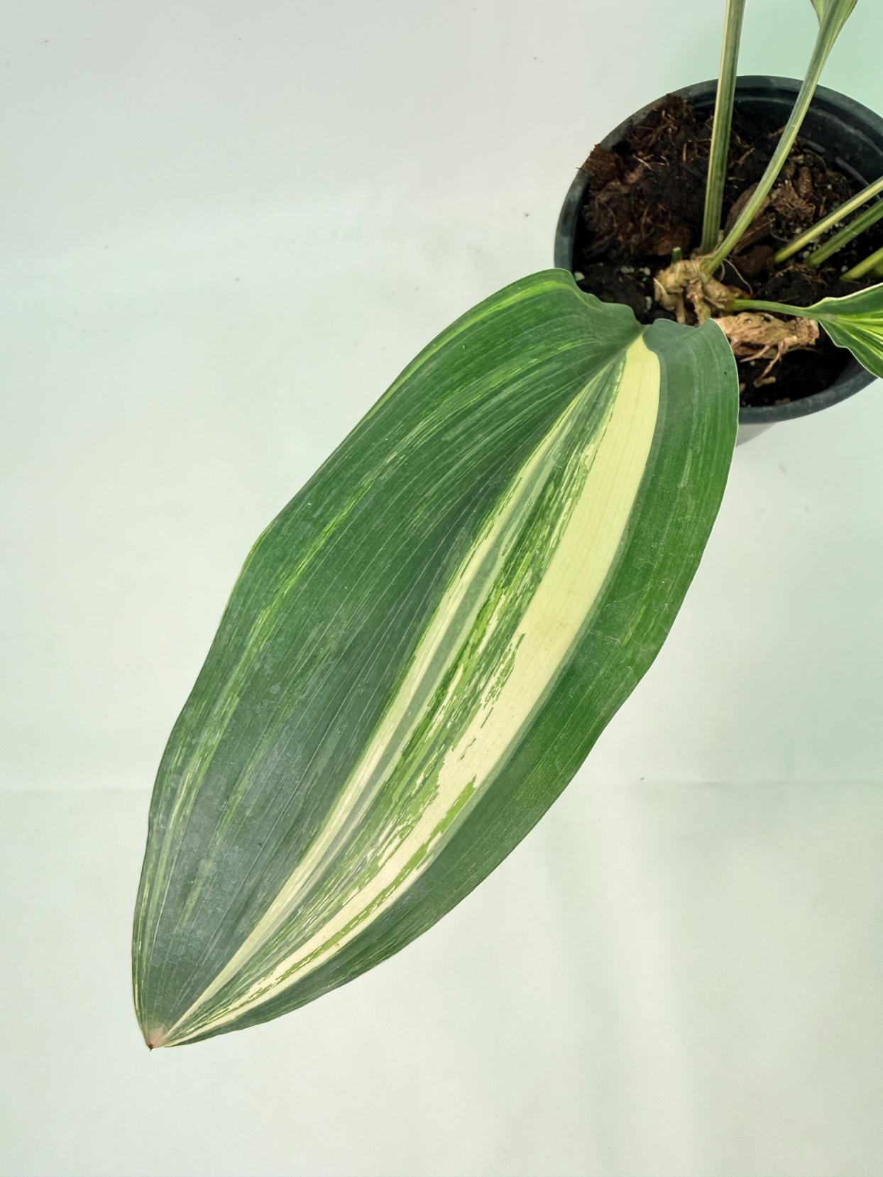 Aspidistra Elatior Variegata 04