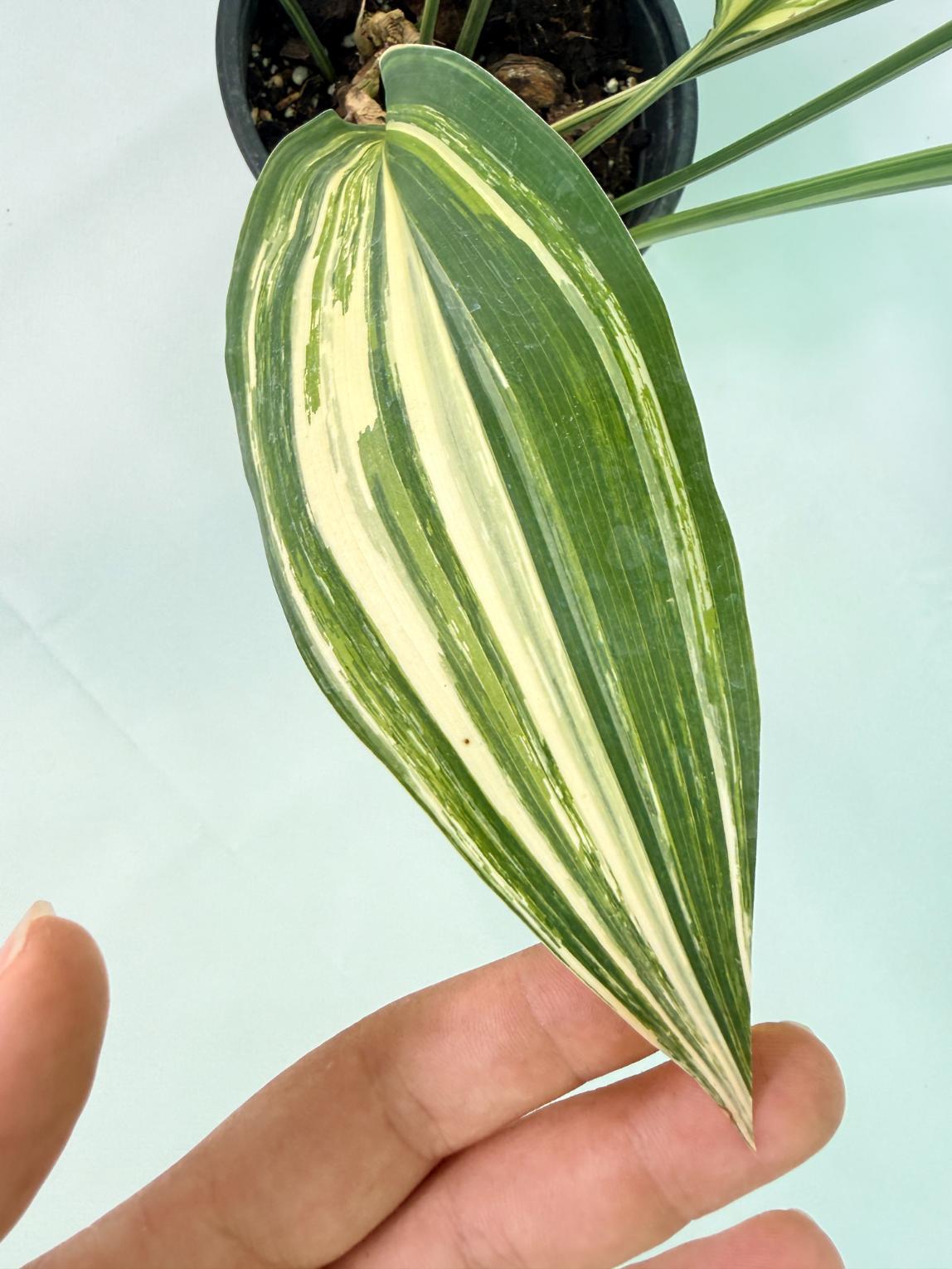 Aspidistra Elatior Variegata 05