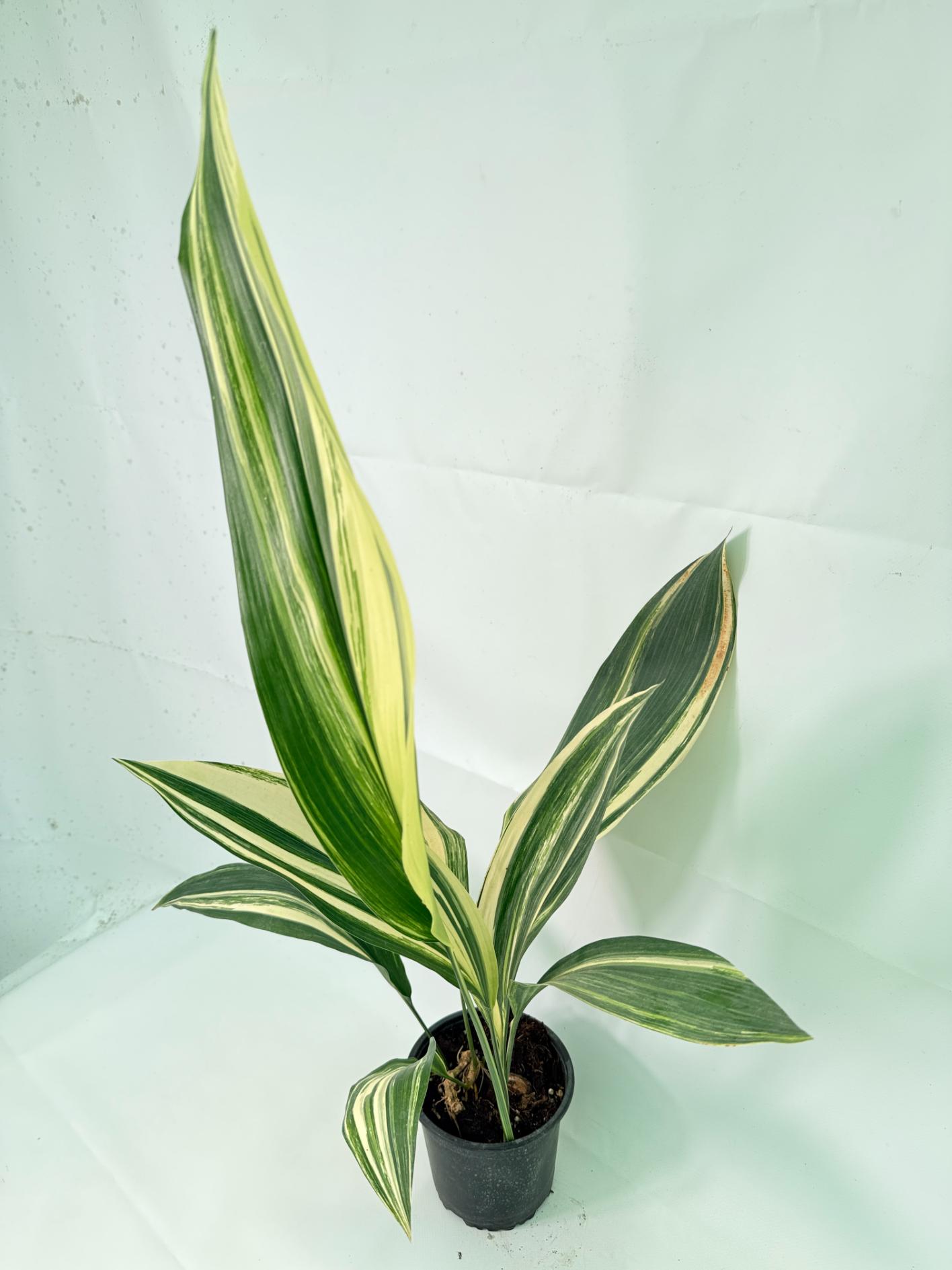 Aspidistra Elatior Variegata 06