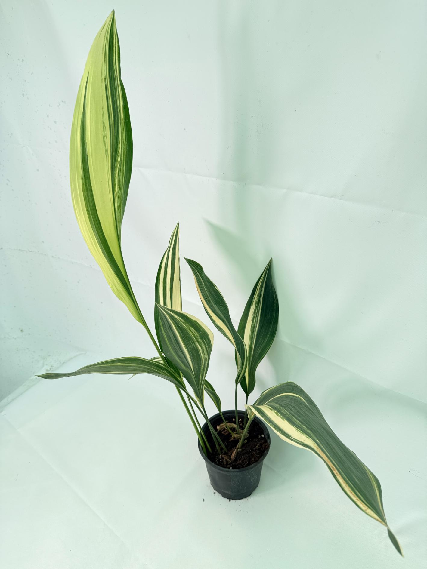 Aspidistra Elatior Variegata 07
