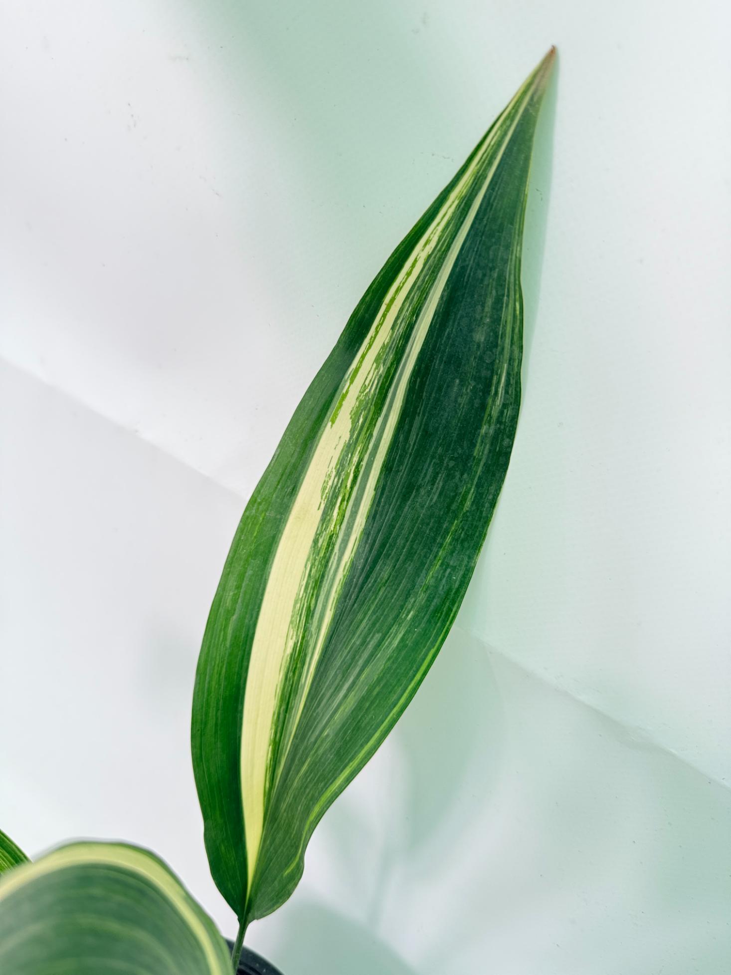 Aspidistra Elatior Variegata 08