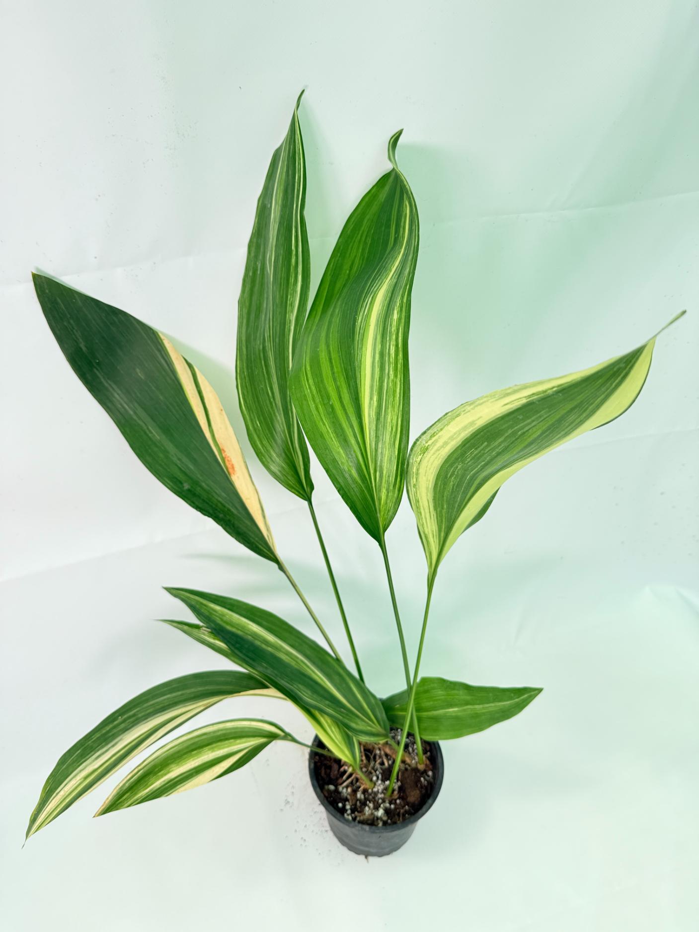 Aspidistra Elatior Variegata 09