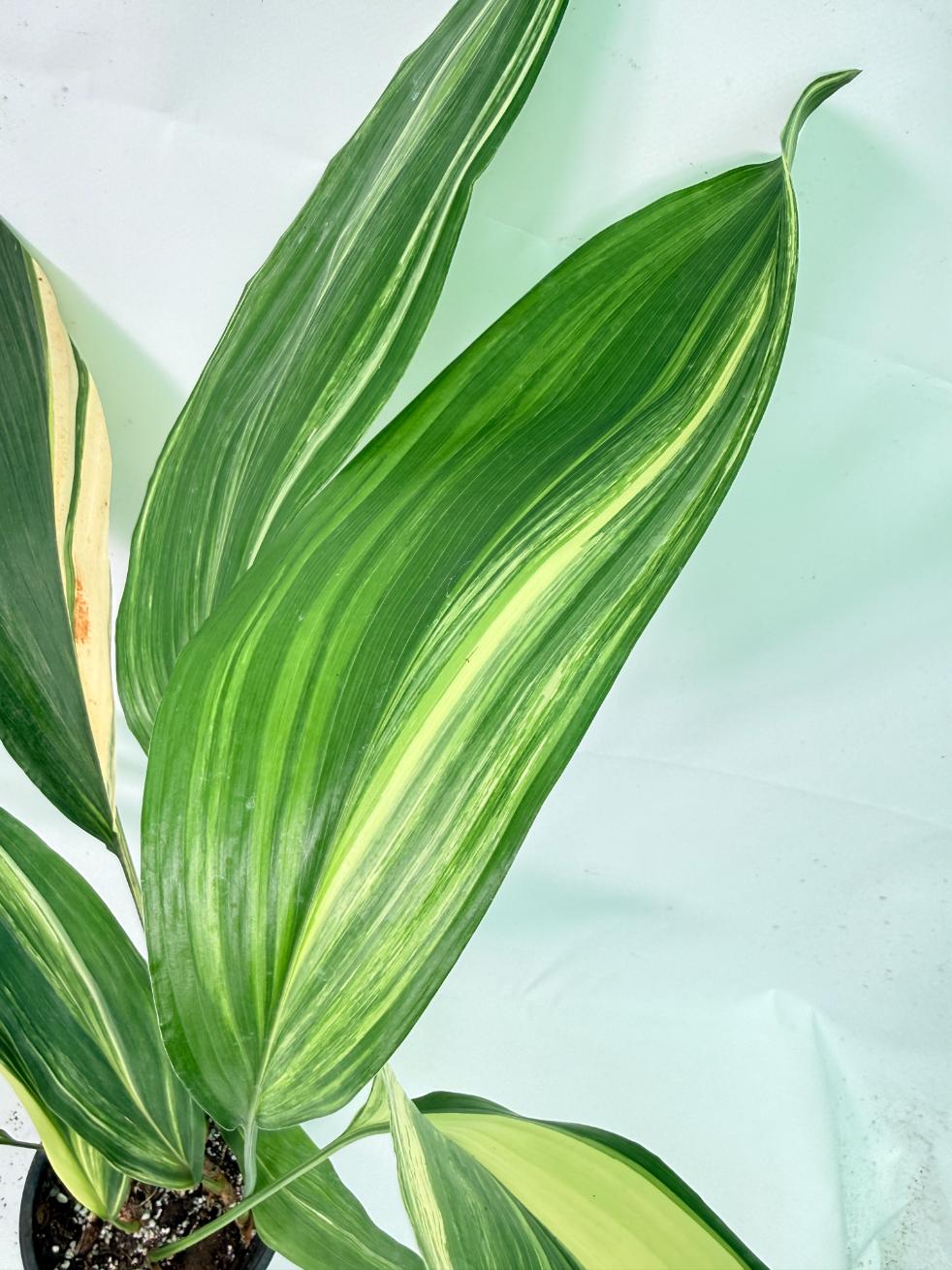 Aspidistra Elatior Variegata 10