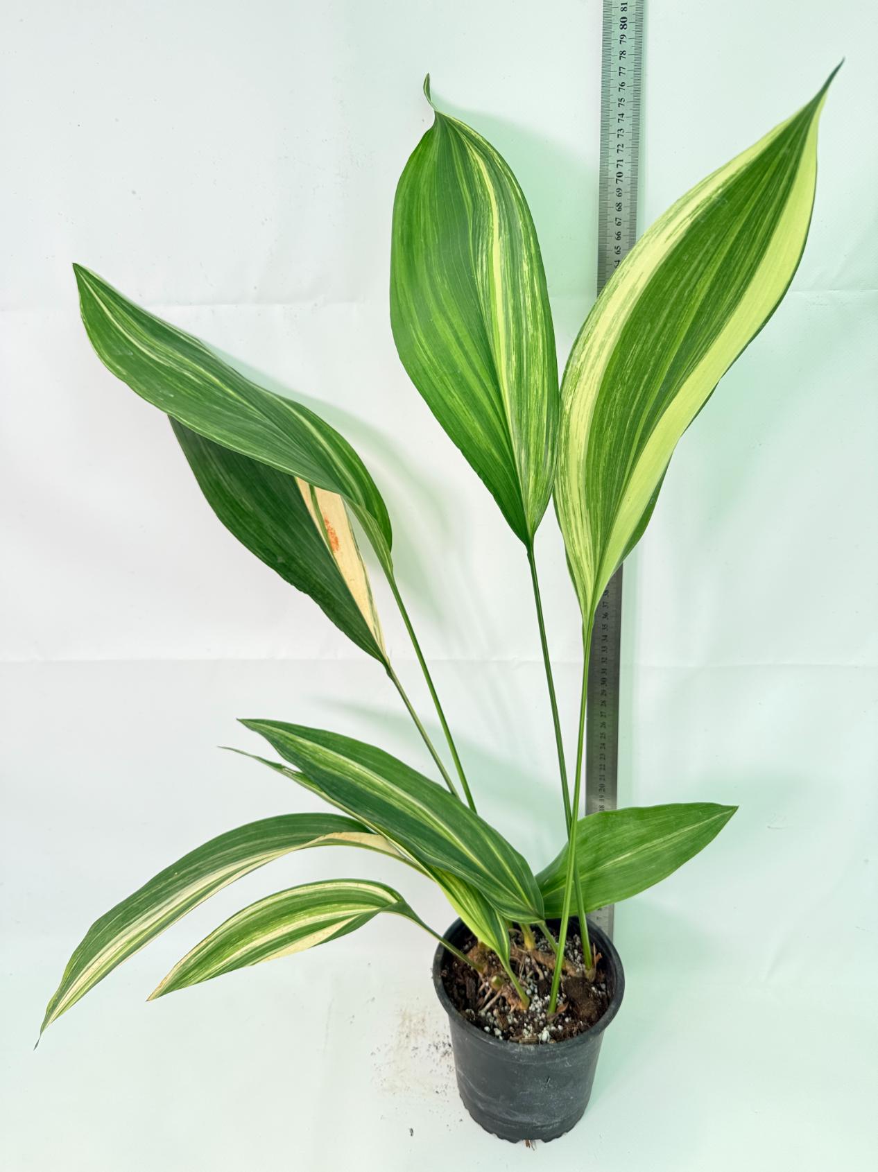 Aspidistra Elatior Variegata 02