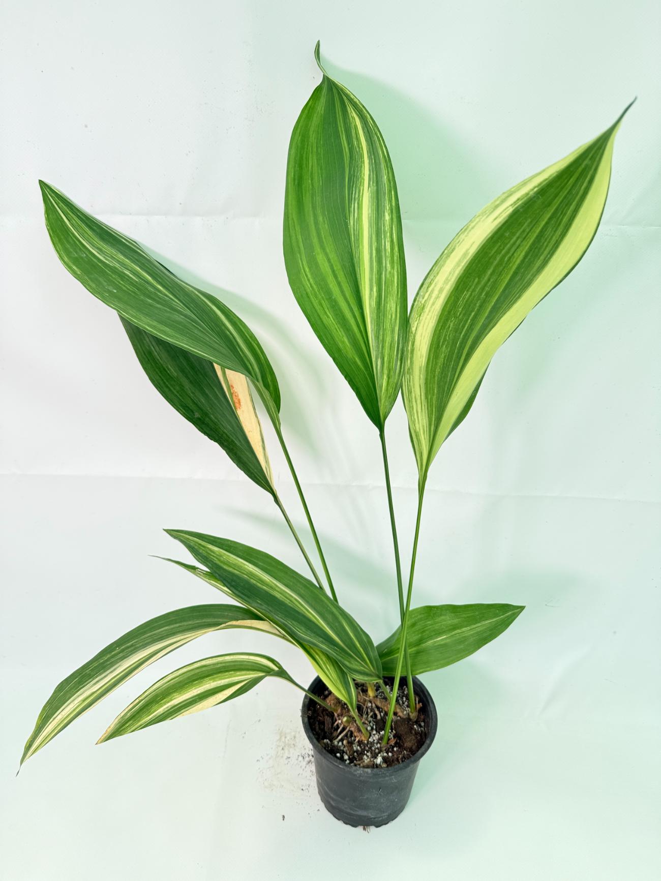 Aspidistra Elatior Variegata 01
