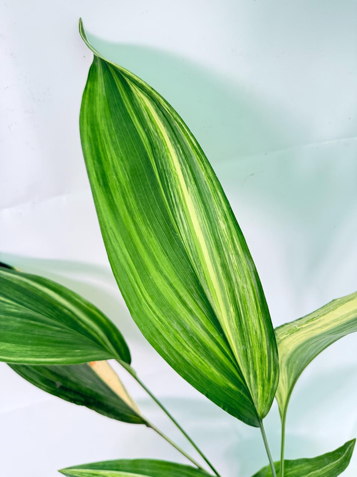 Aspidistra Elatior Variegata 03