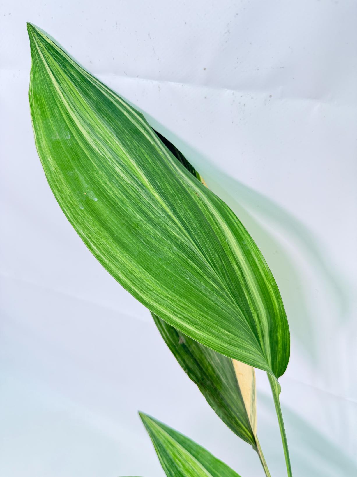 Aspidistra Elatior Variegata 04
