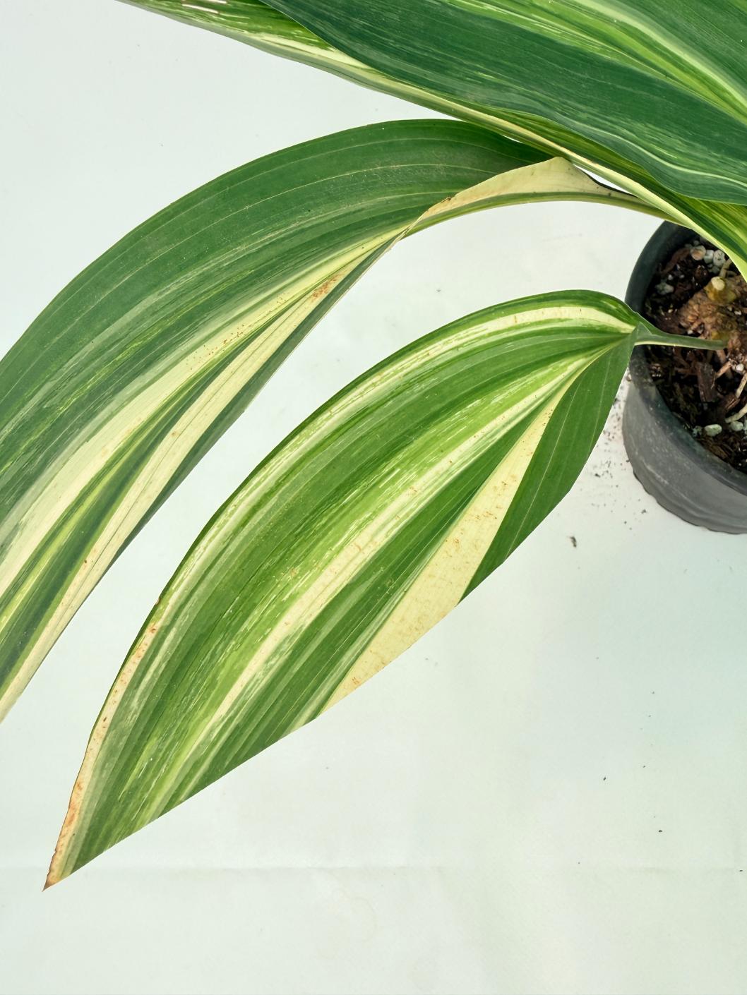 Aspidistra Elatior Variegata 05