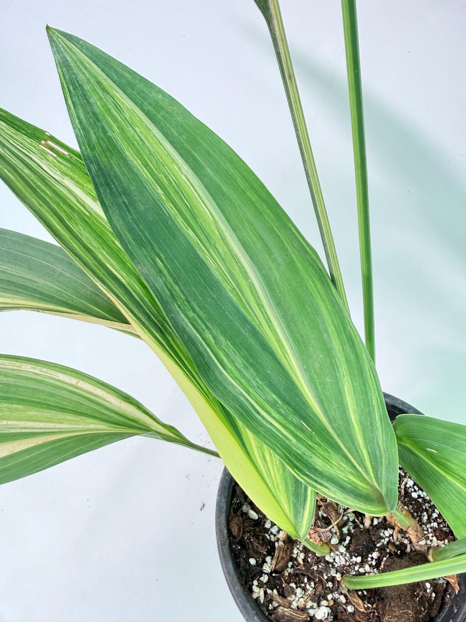 Aspidistra Elatior Variegata 06