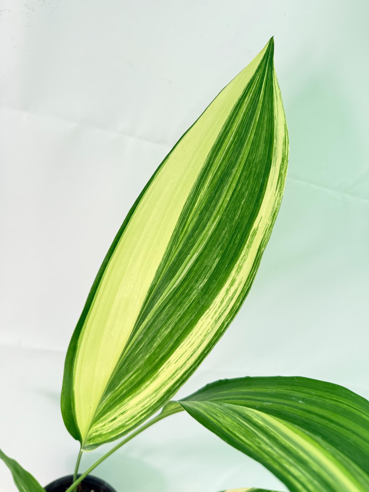 Aspidistra Elatior Variegata 07