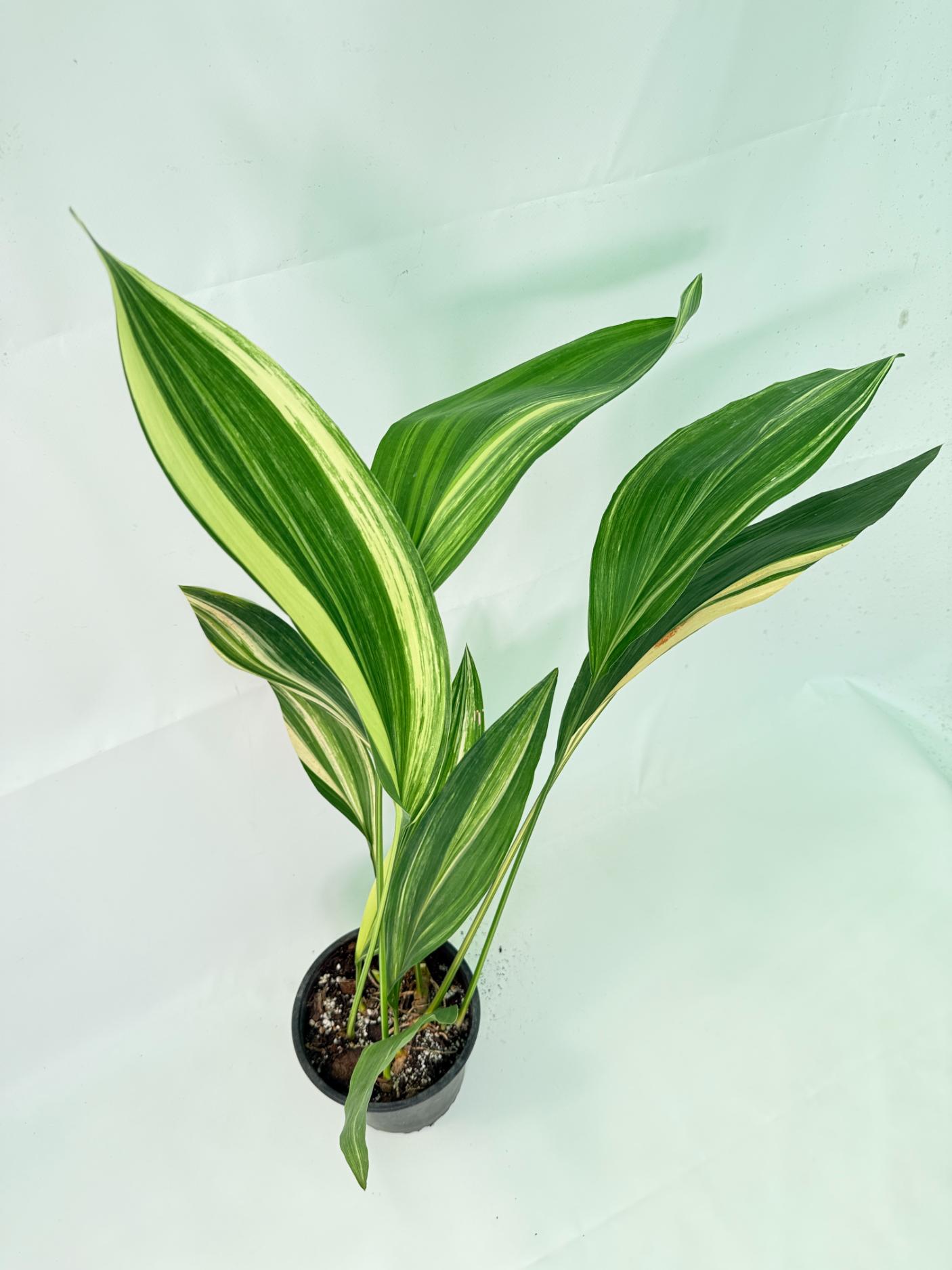 Aspidistra Elatior Variegata 08