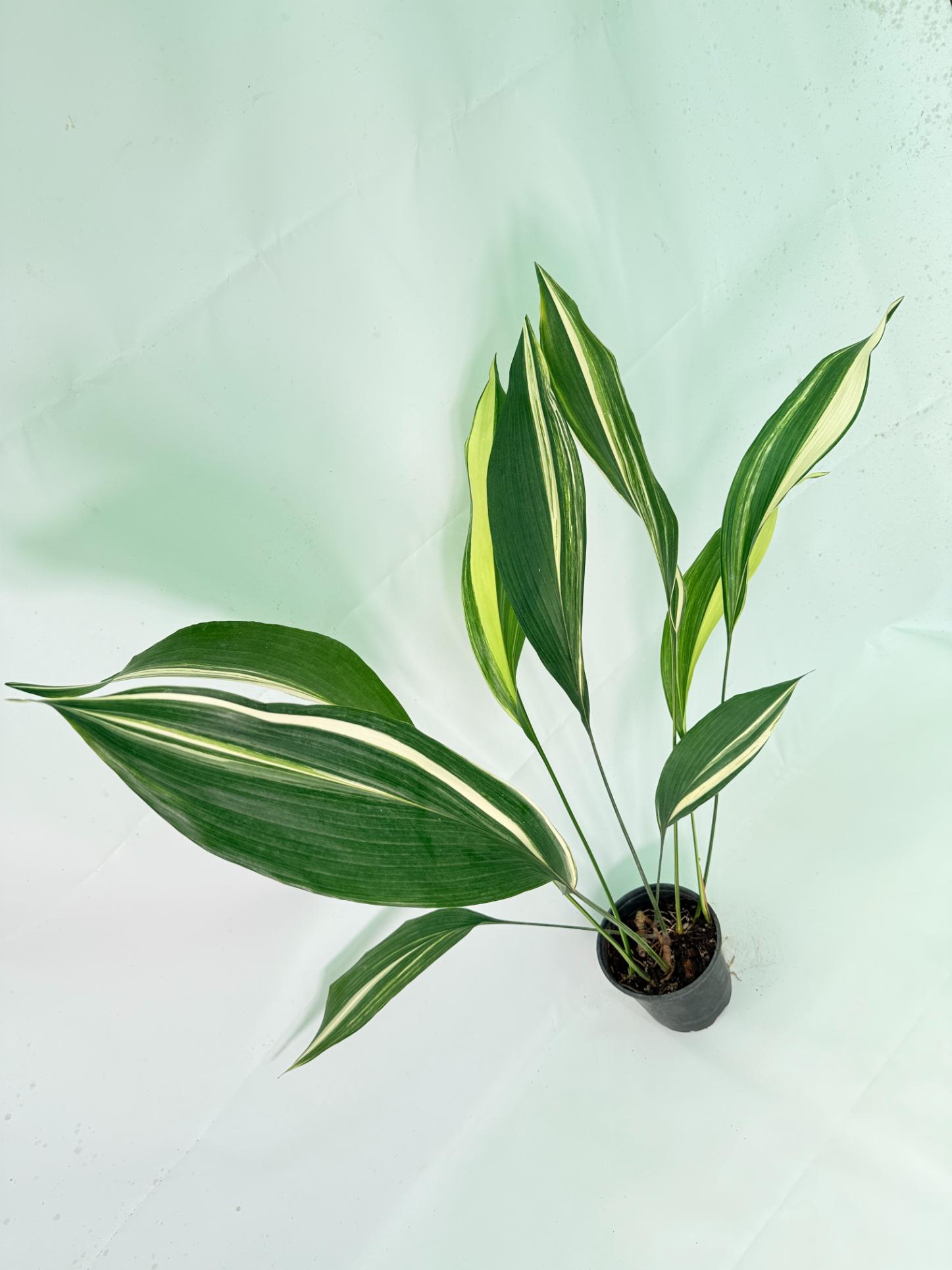 Aspidistra Elatior Variegata 09