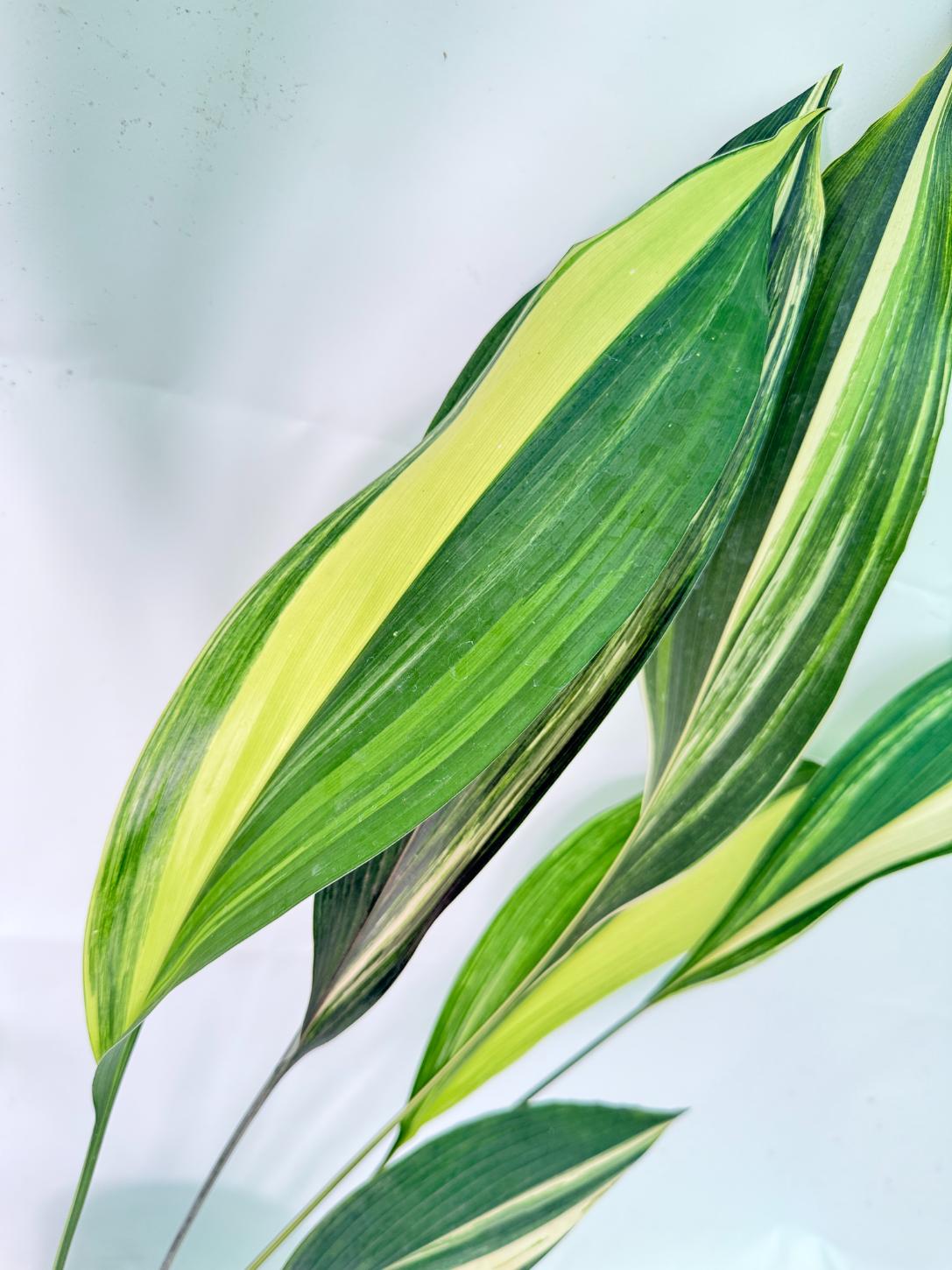 Aspidistra Elatior Variegata 10