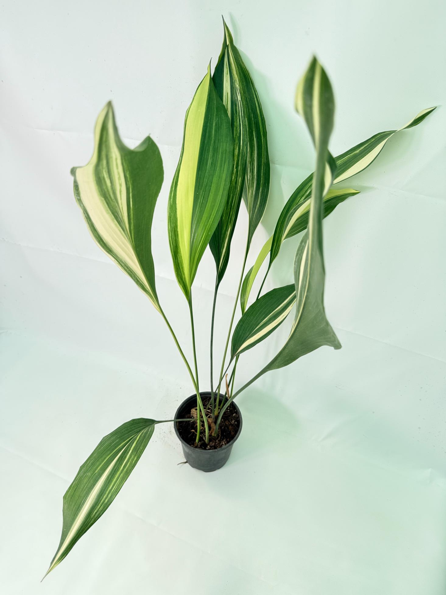 Aspidistra Elatior Variegata 11