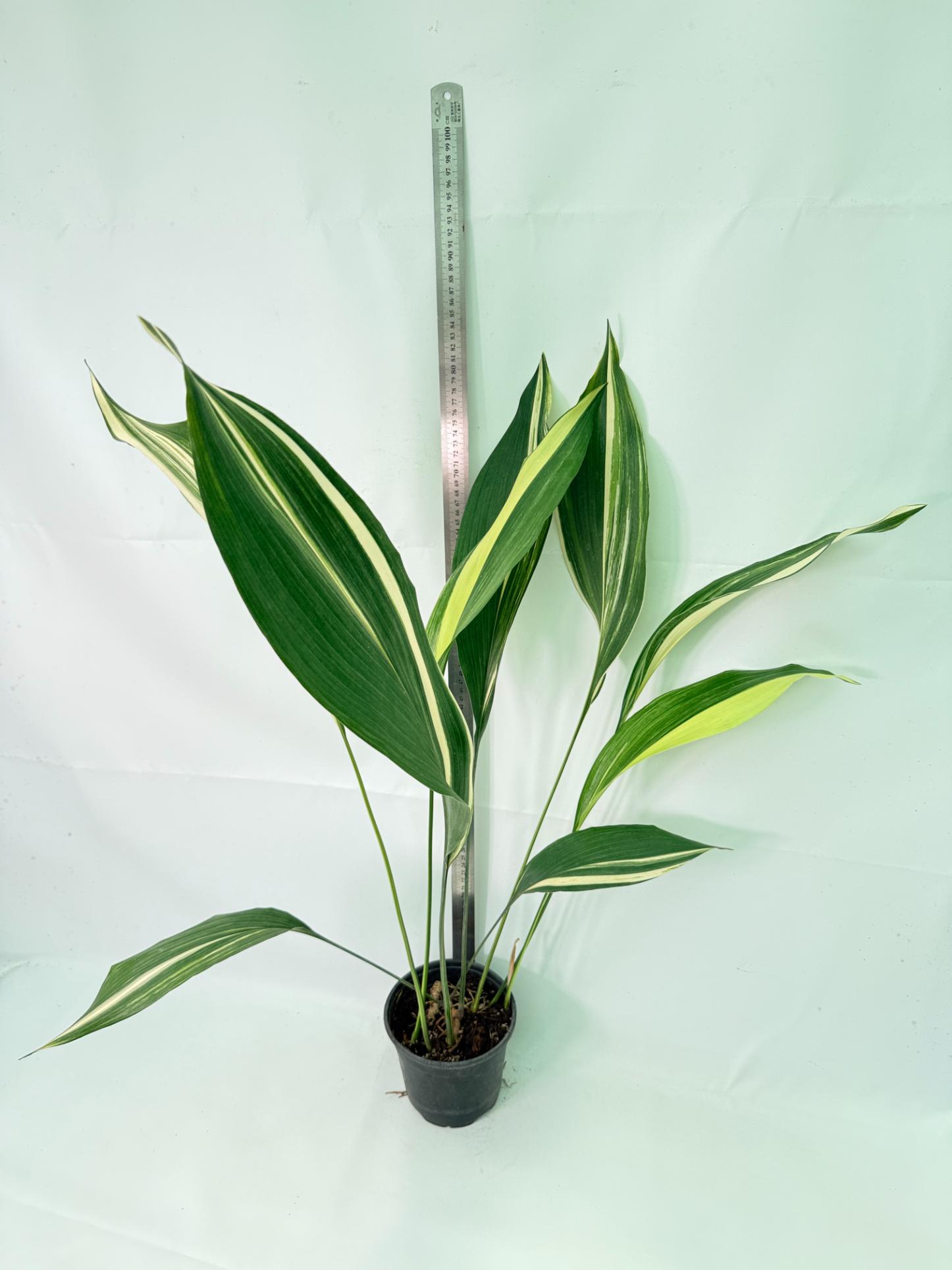 Aspidistra Elatior Variegata 02