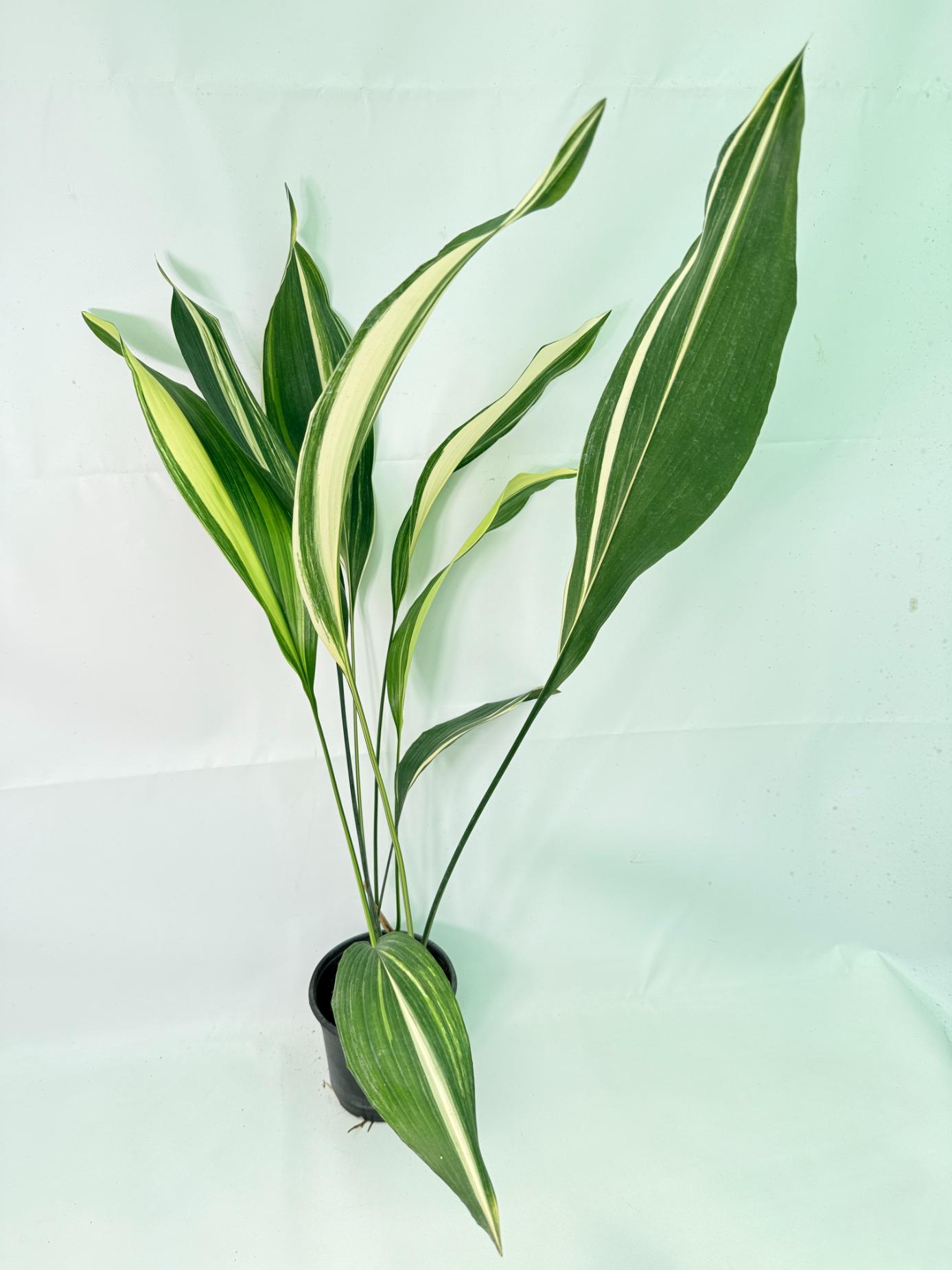 Aspidistra Elatior Variegata 03