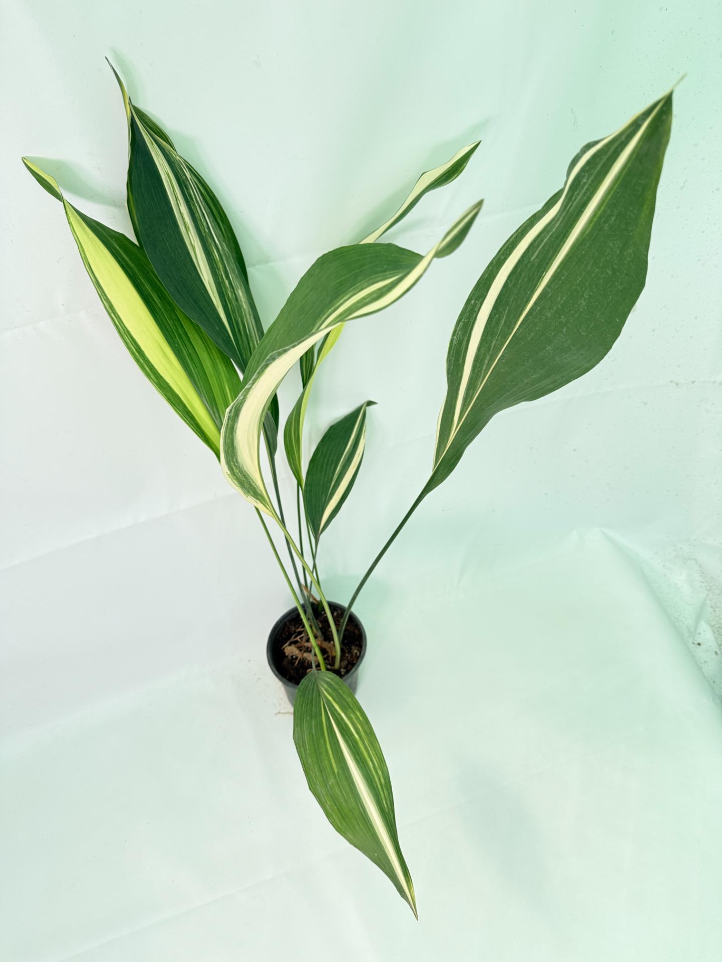 Aspidistra Elatior Variegata 01