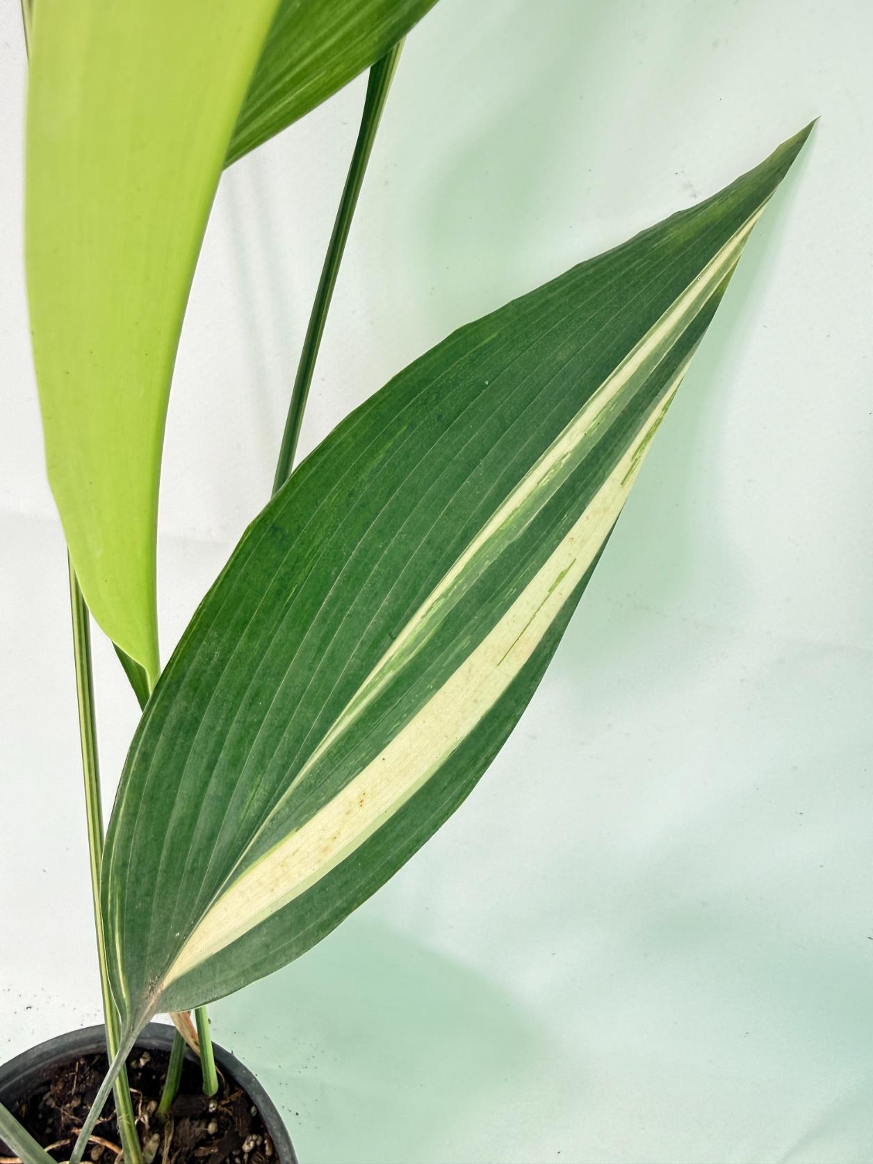 Aspidistra Elatior Variegata 04
