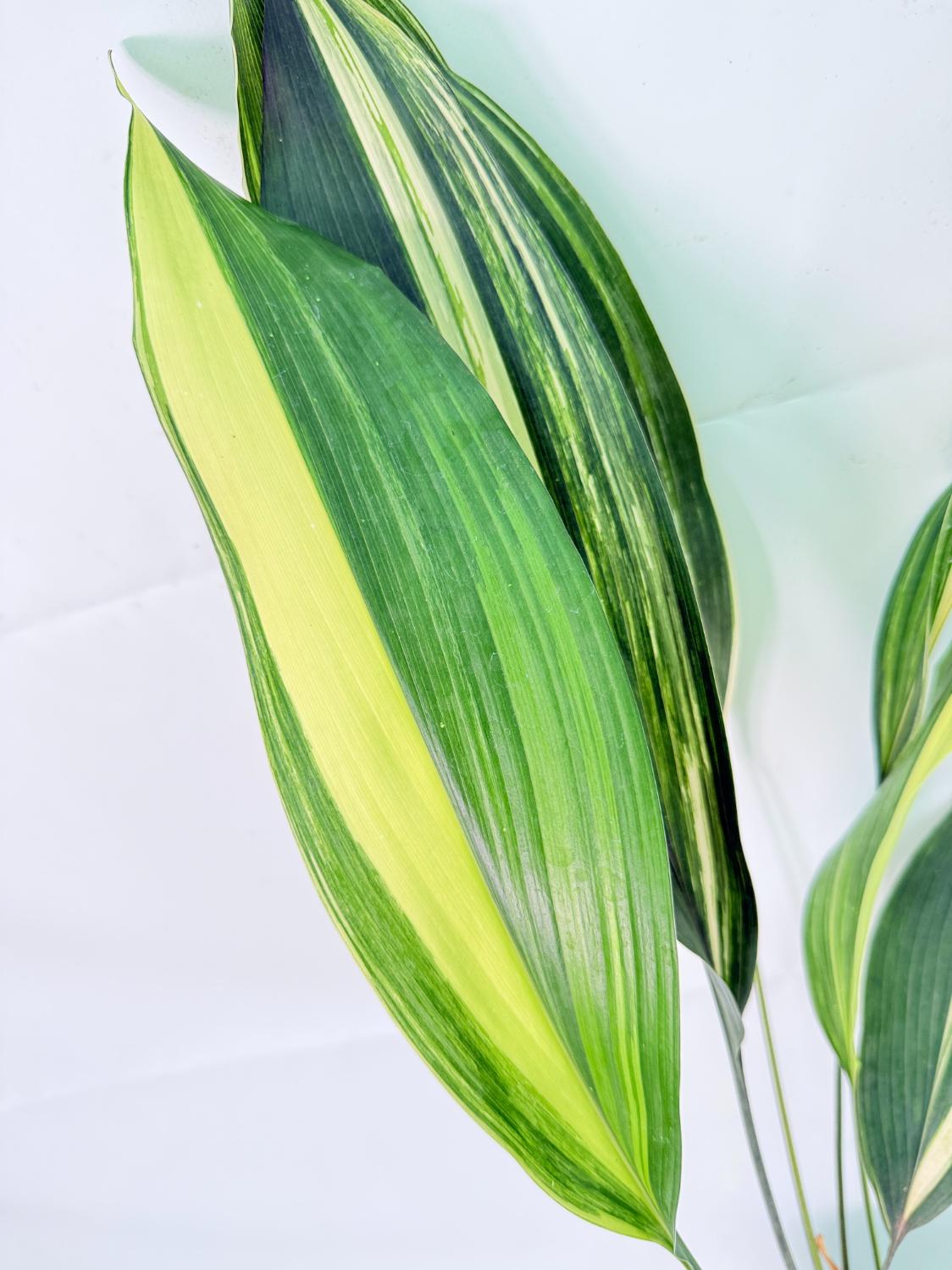Aspidistra Elatior Variegata 05