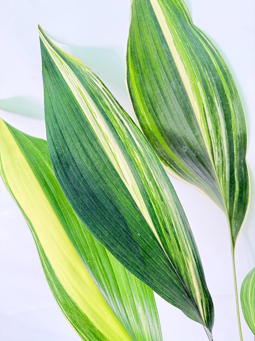 Aspidistra Elatior Variegata 06