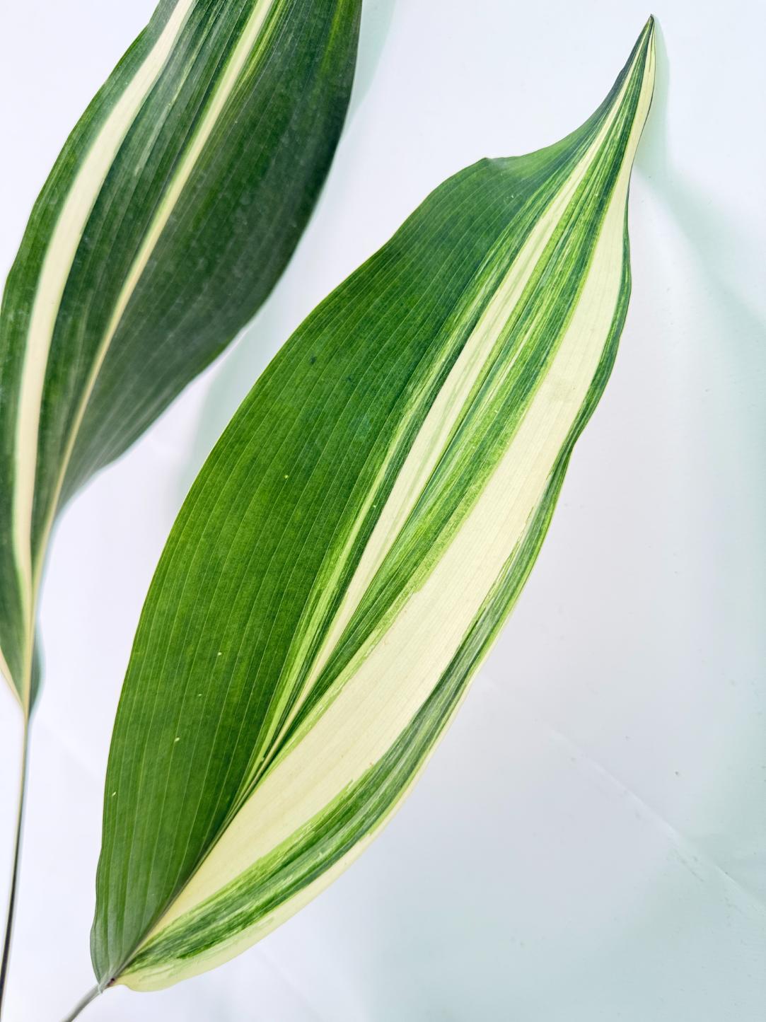 Aspidistra Elatior Variegata 07
