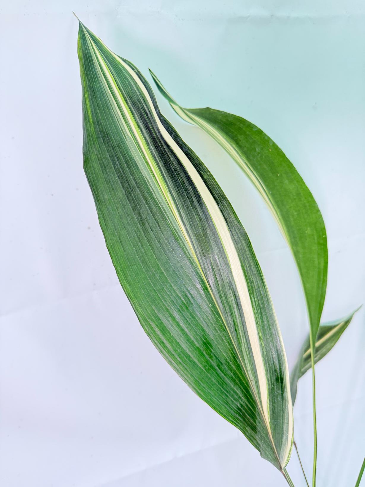 Aspidistra Elatior Variegata 08