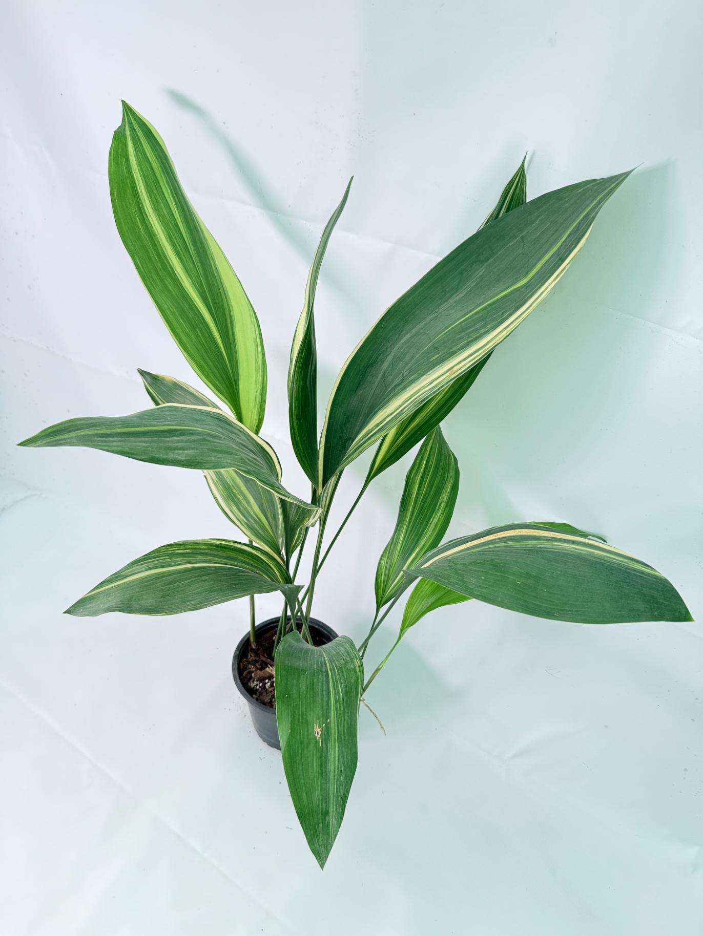 Aspidistra Elatior Variegata 01