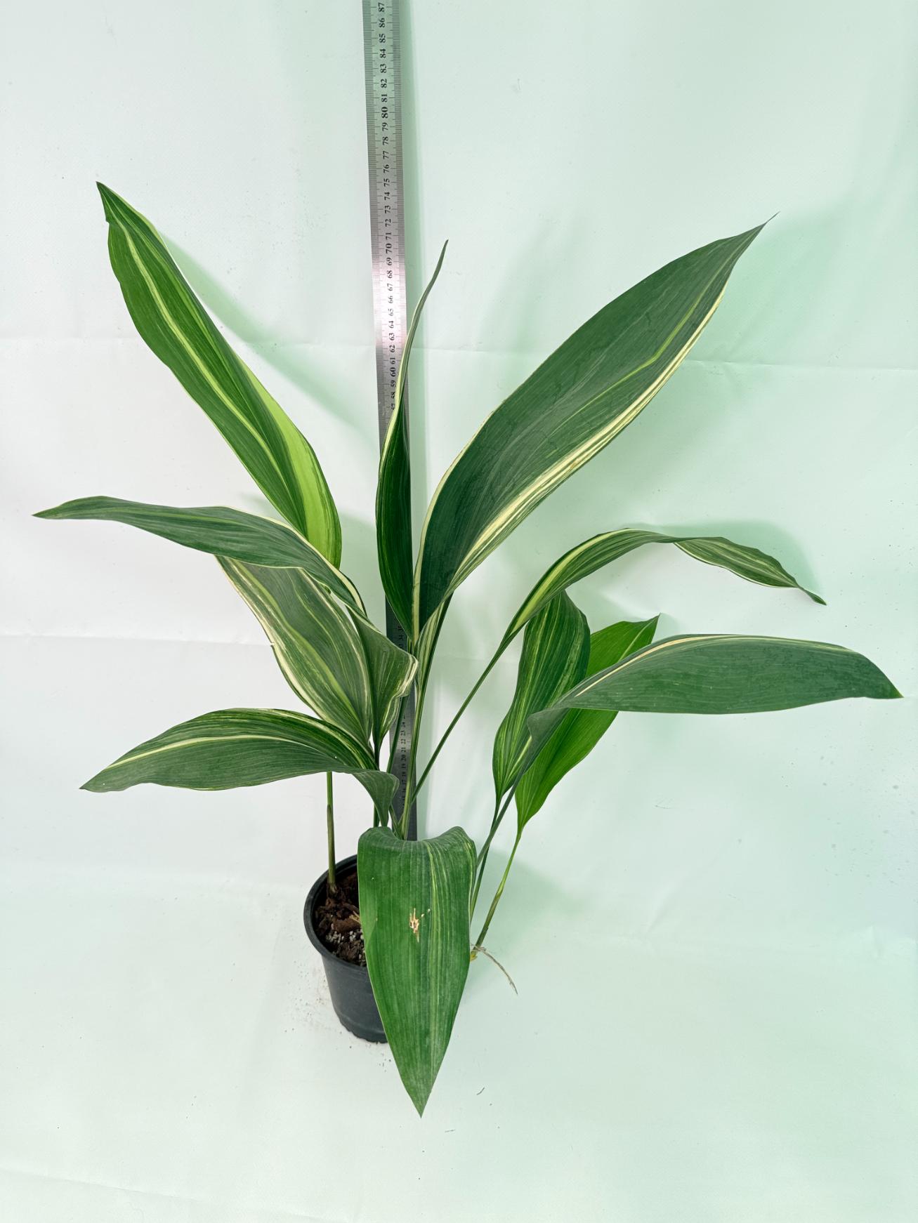 Aspidistra Elatior Variegata 02