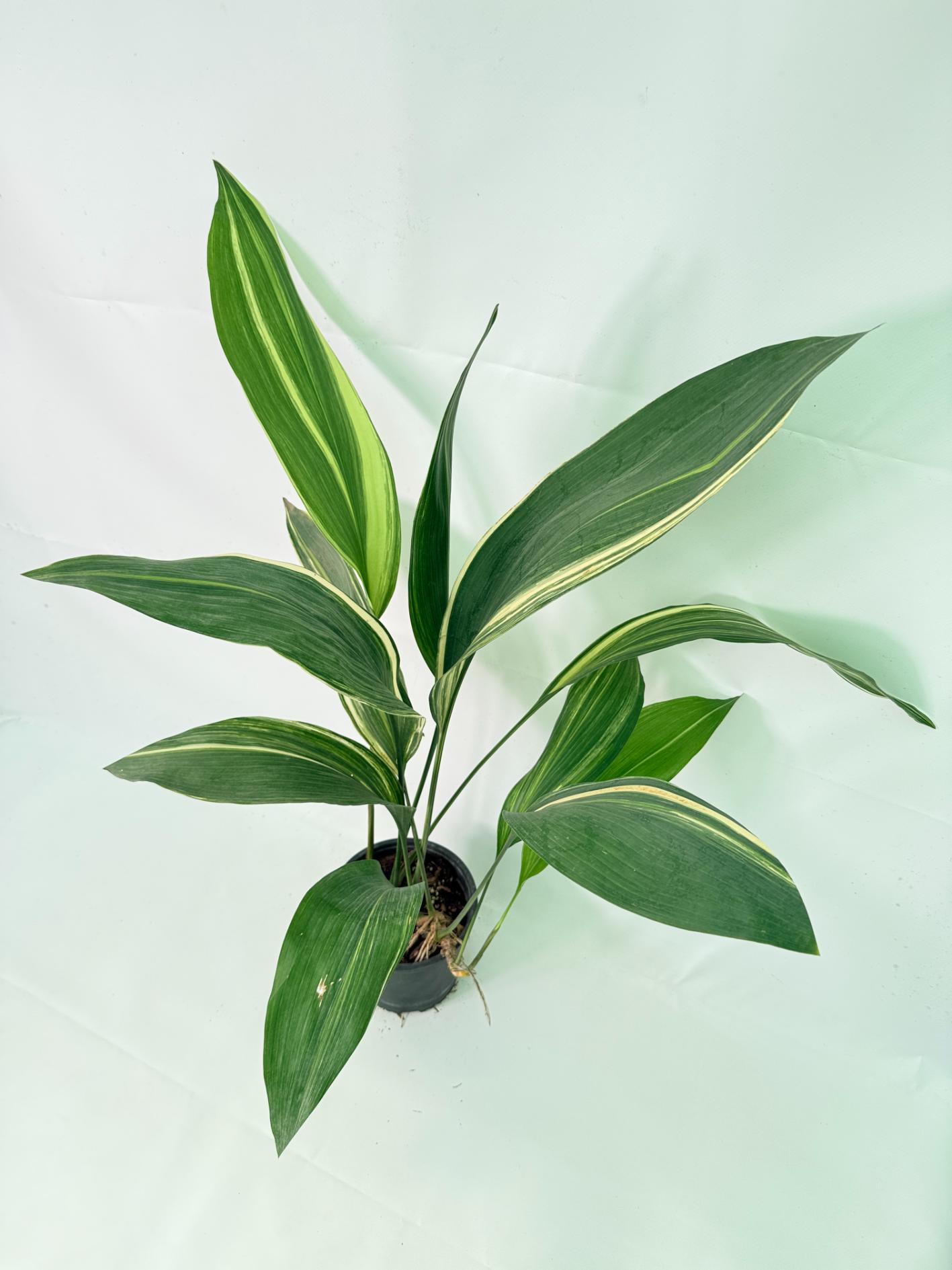 Aspidistra Elatior Variegata 03