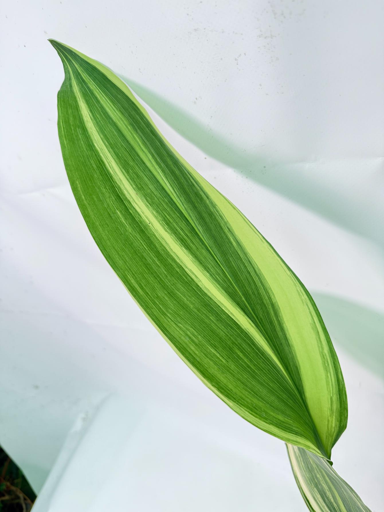 Aspidistra Elatior Variegata 04