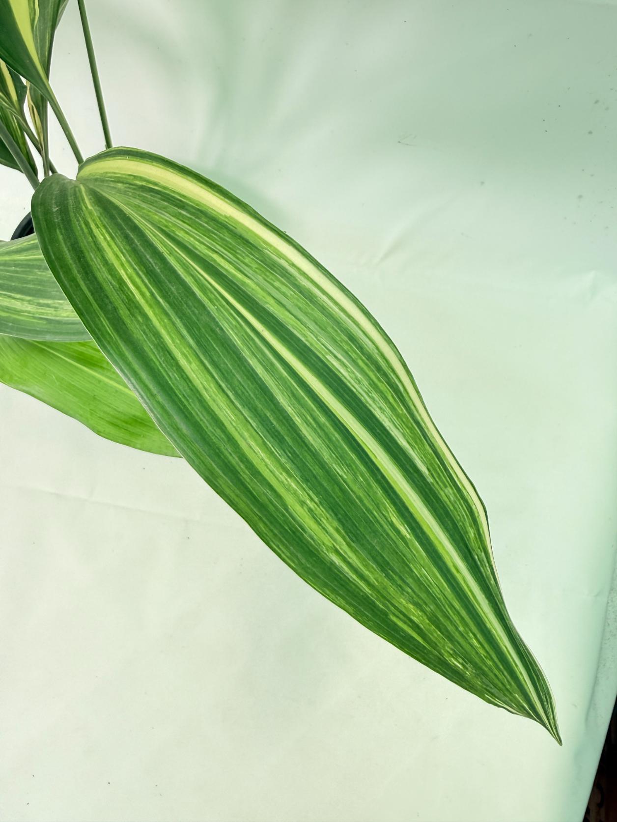 Aspidistra Elatior Variegata 05