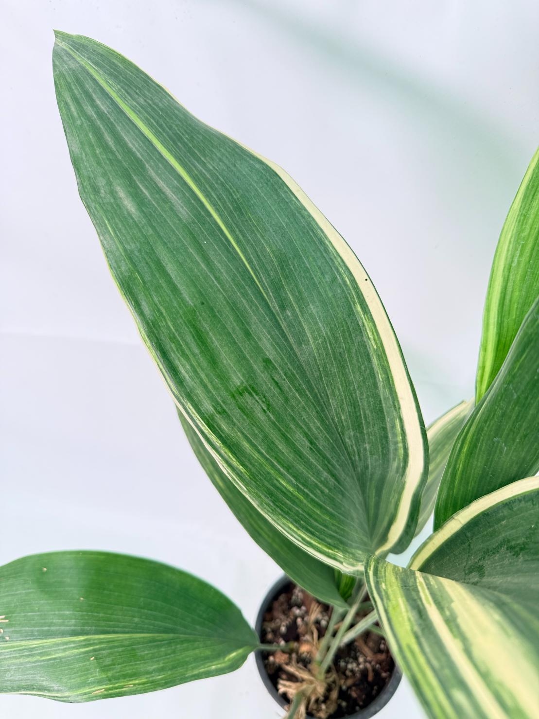 Aspidistra Elatior Variegata 06