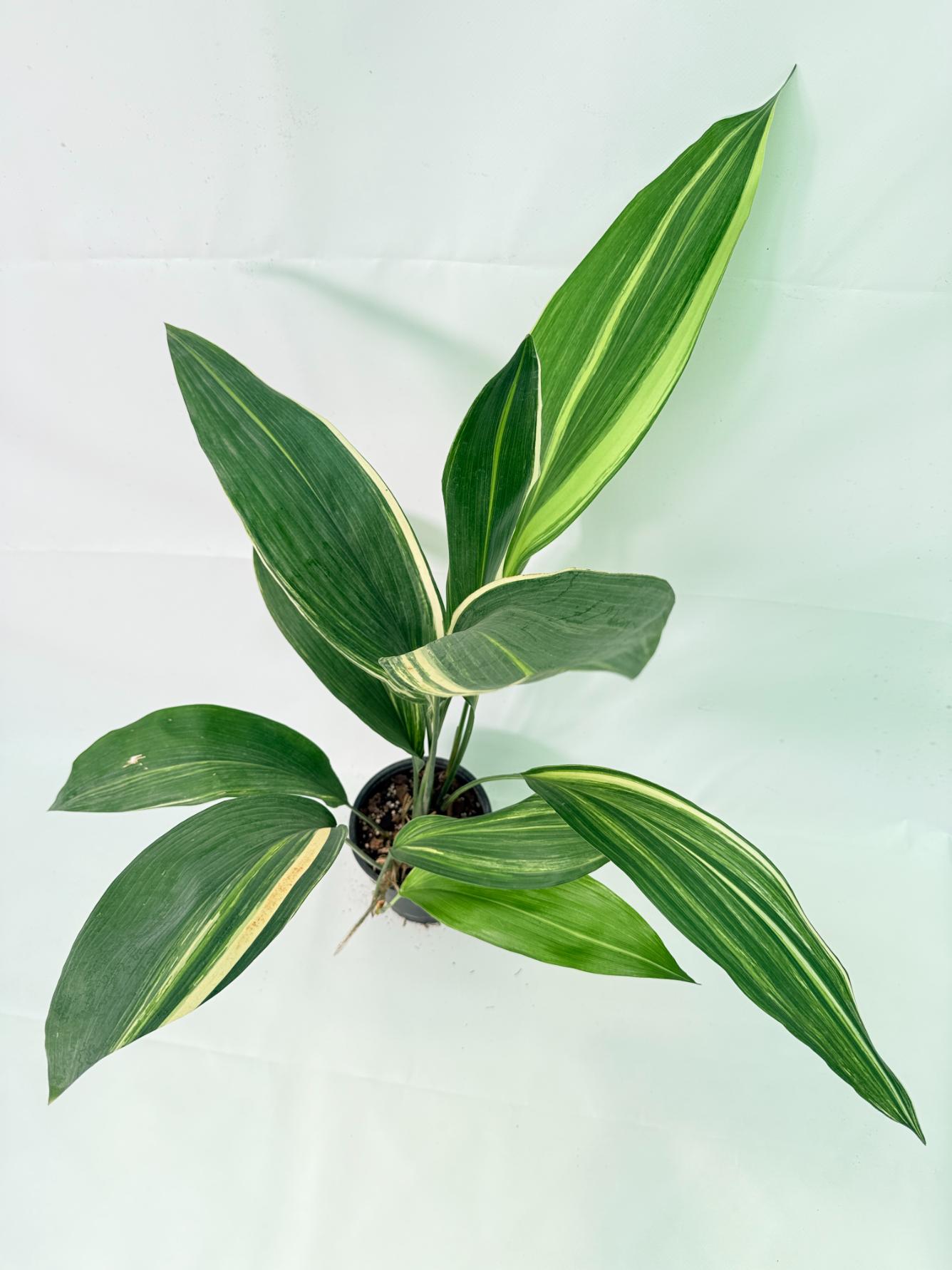 Aspidistra Elatior Variegata 07