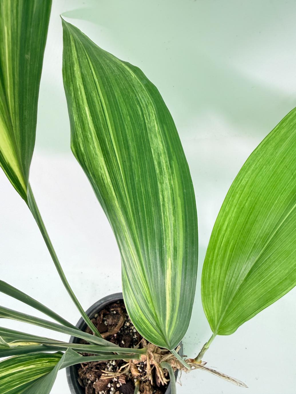 Aspidistra Elatior Variegata 08