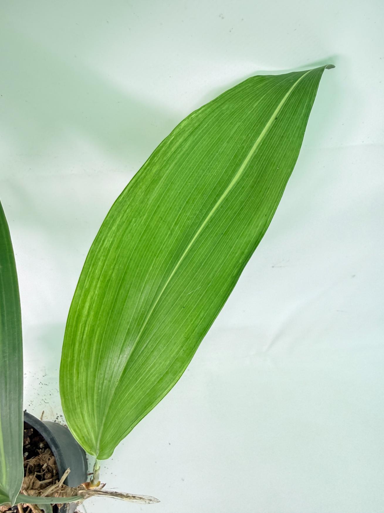 Aspidistra Elatior Variegata 09