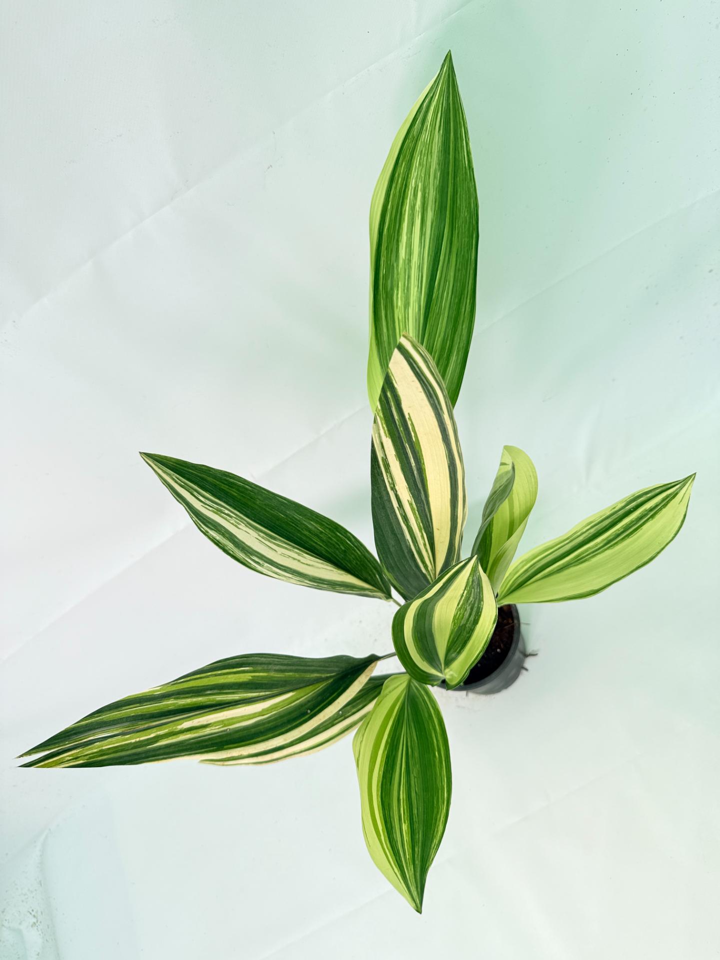 Aspidistra Elatior Variegata 09